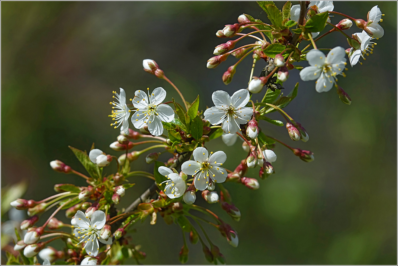 Изображение особи Cerasus vulgaris.