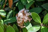 Acokanthera oblongifolia