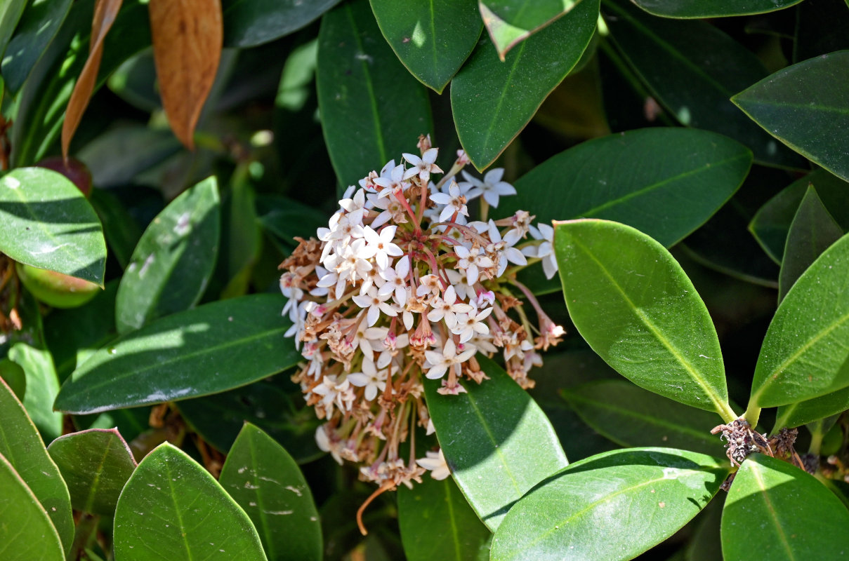 Изображение особи Acokanthera oblongifolia.