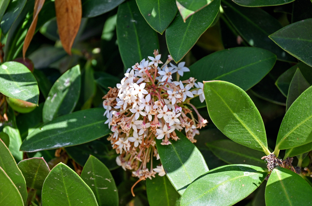 Image of Acokanthera oblongifolia specimen.