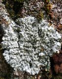 Physcia dimidiata