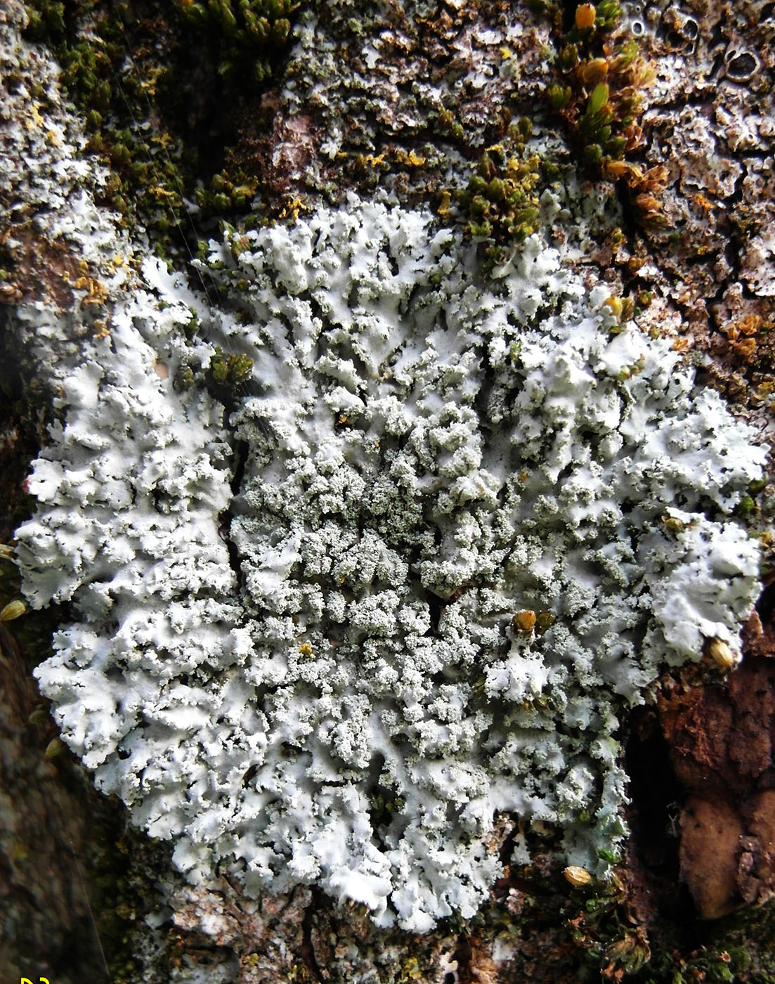 Image of Physcia dimidiata specimen.