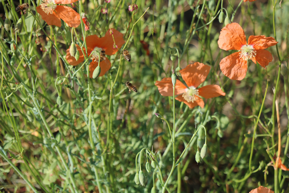 Image of Papaver fugax specimen.