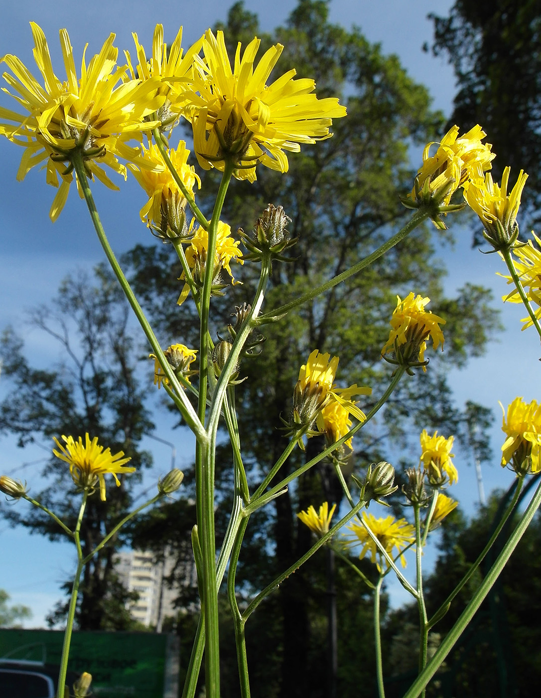 Изображение особи Crepis biennis.