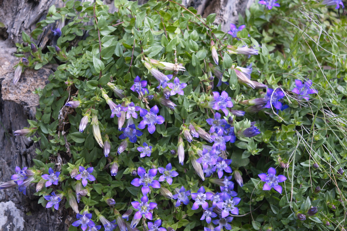 Изображение особи Gentiana lagodechiana.