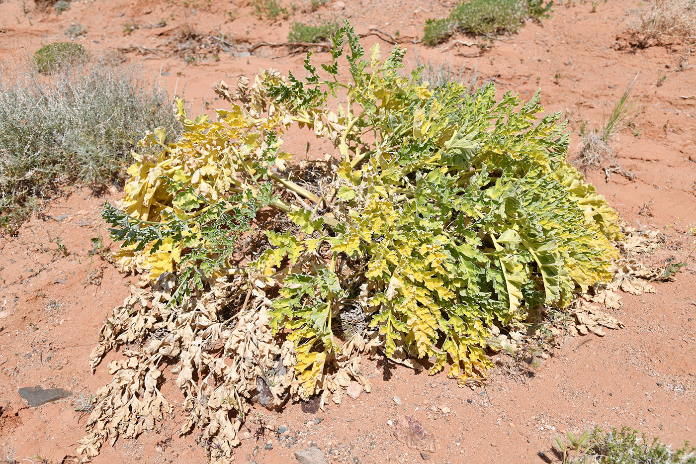 Изображение особи Ferula iliensis.