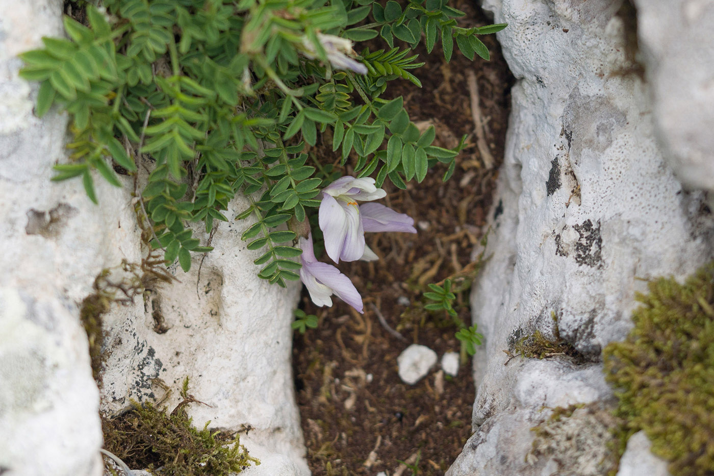 Изображение особи Astragalus levieri.