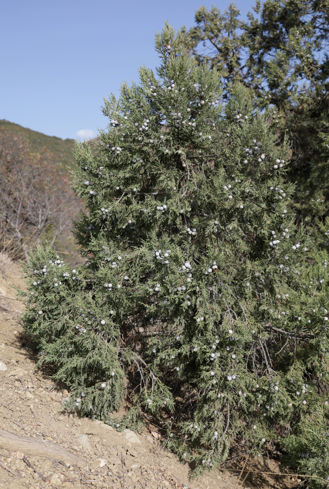 Image of Juniperus excelsa specimen.