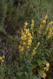 Verbascum