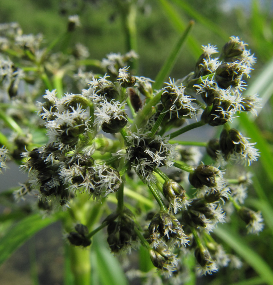 Image of Scirpus sylvaticus specimen.