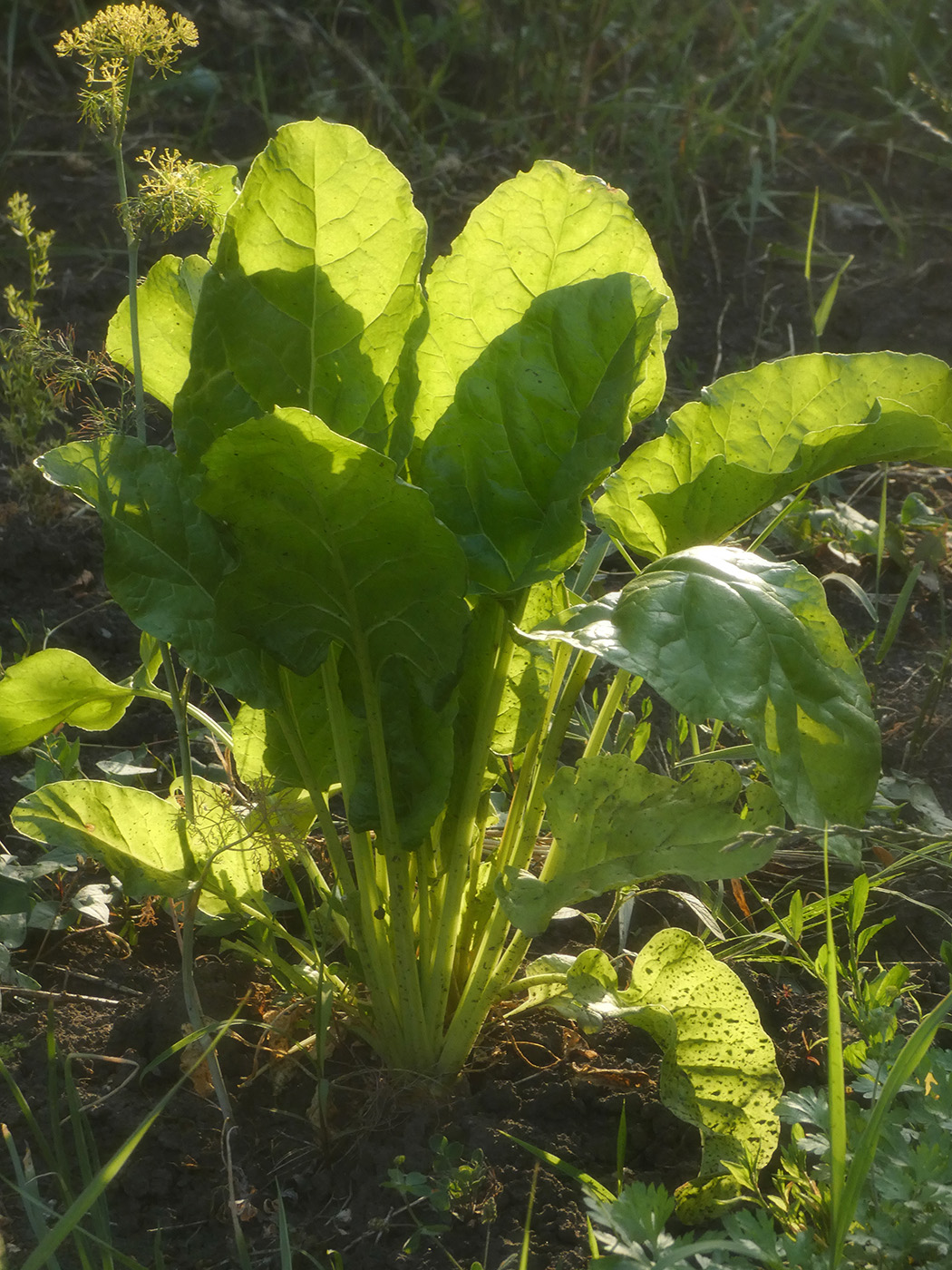 Image of genus Rumex specimen.