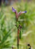 Iris setosa