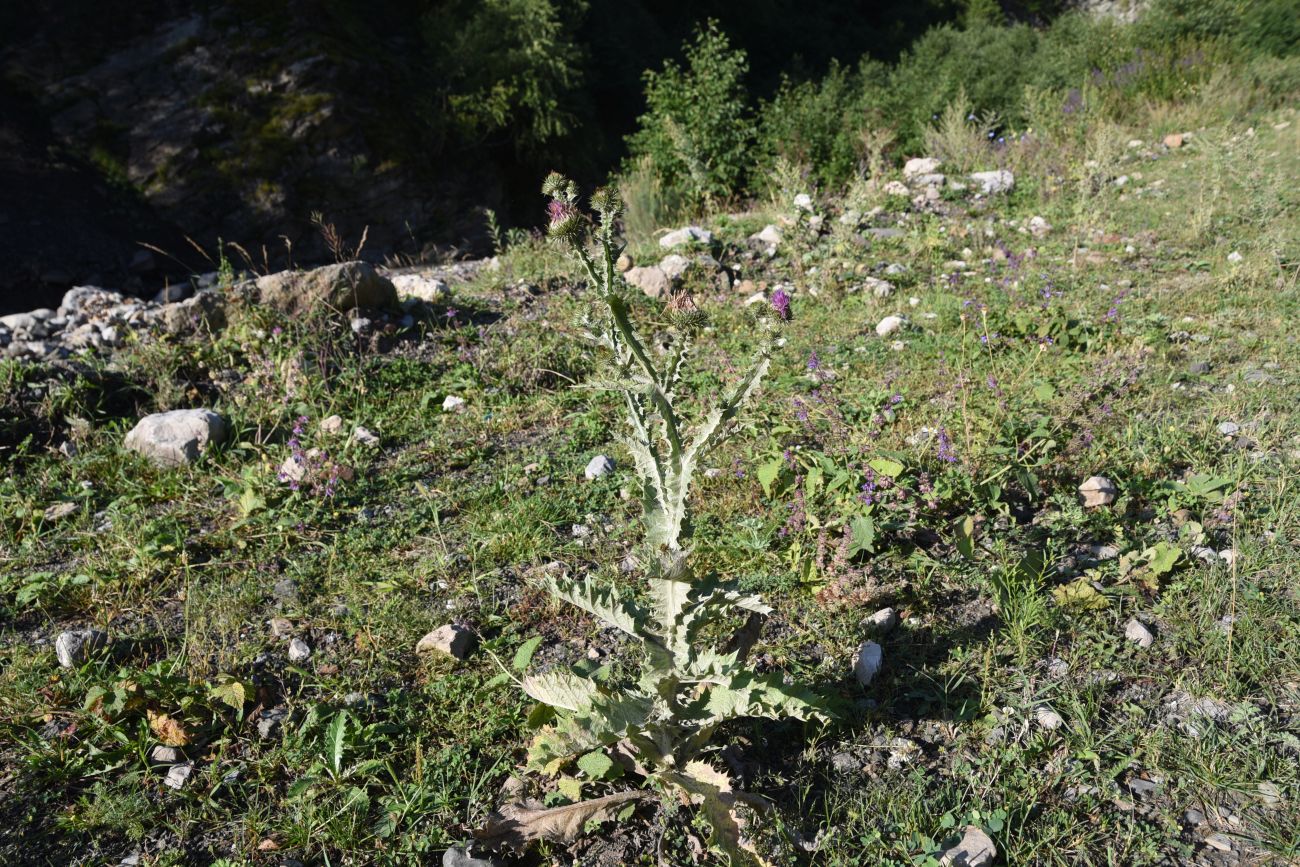 Image of Onopordum acanthium specimen.