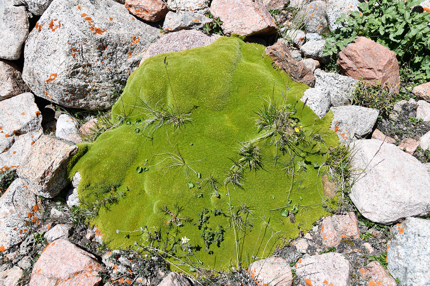 Изображение особи Thylacospermum caespitosum.