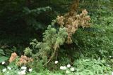 Juniperus oblonga. Растение с частично усыхающими ветвями. Чечня, Шаройский р-н, бассейн р. Цесиахк, нижняя часть долины левого притока. 11 августа 2023 г.