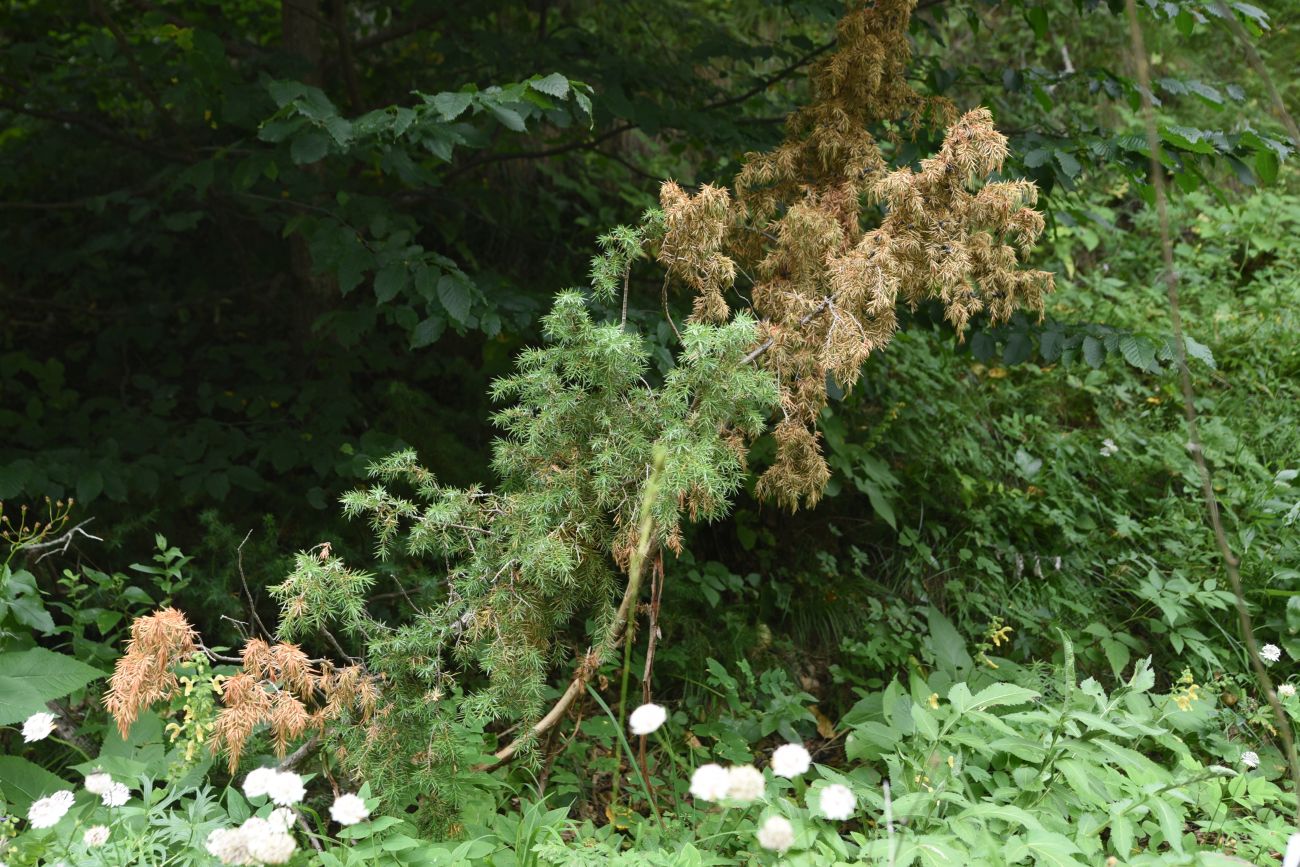 Изображение особи Juniperus oblonga.