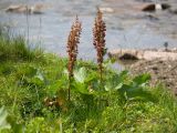 Rumex alpinus