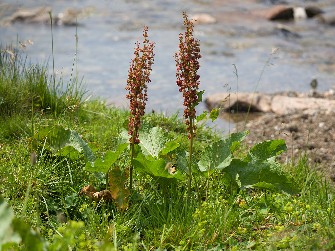 Изображение особи Rumex alpinus.