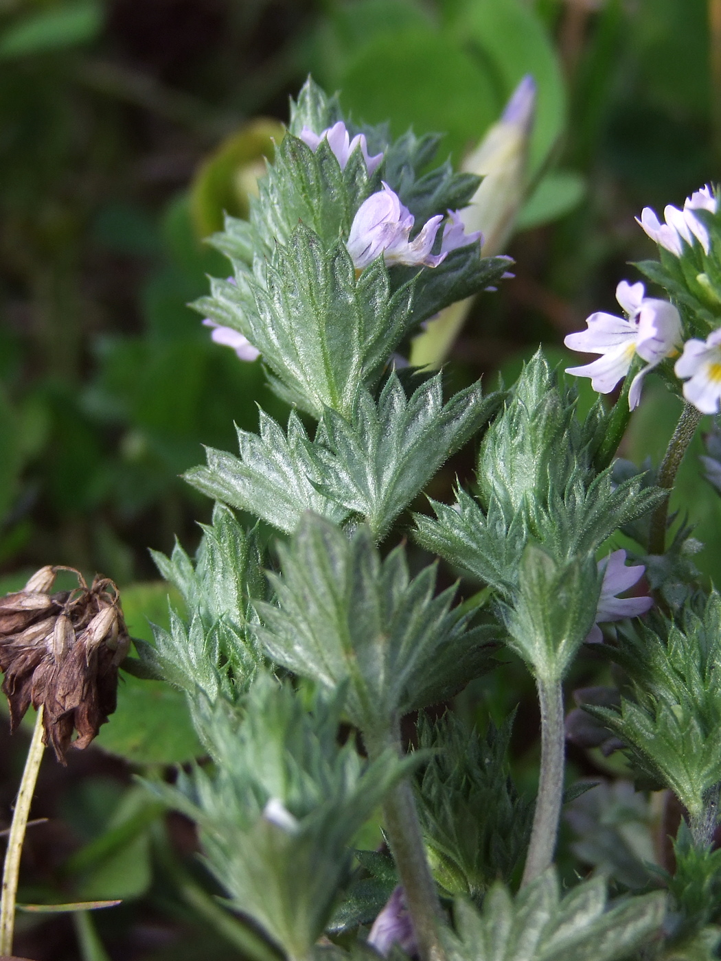 Изображение особи Euphrasia brevipila.