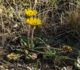 Taraxacum serotinum. Цветущее и плодоносящее растение. Оренбургская обл., Беляевский р-н, Донской сельсовет, Долгие Горы, степной склон. 5 сентября 2023 г.