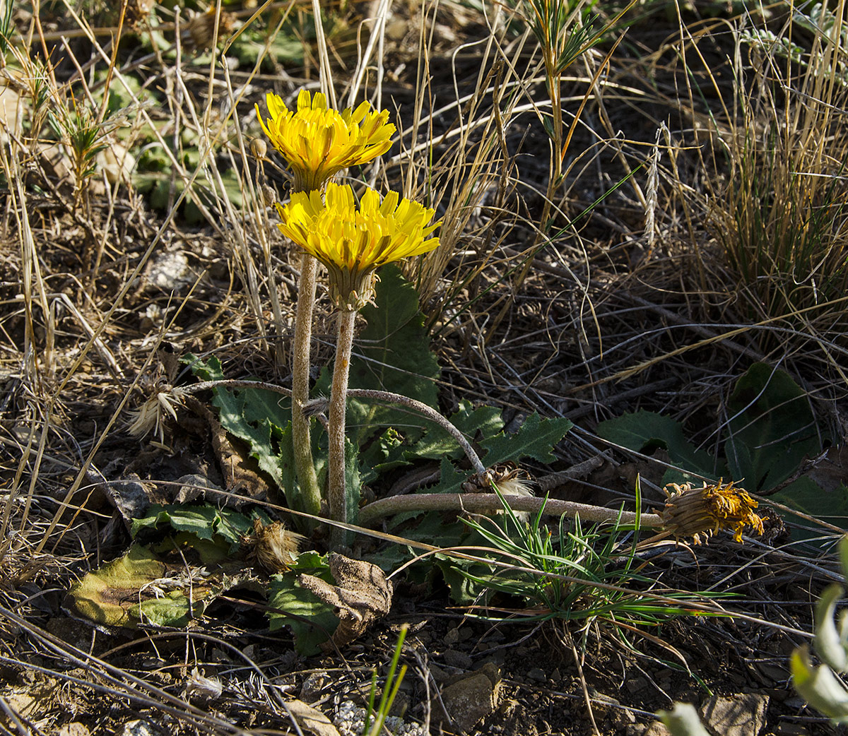 Изображение особи Taraxacum serotinum.