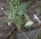 Cirsium echinus. Верхушка цветущего растения. Чечня, Шаройский р-н, устье р. Кенхи, левый берег. 12 августа 2023 г.