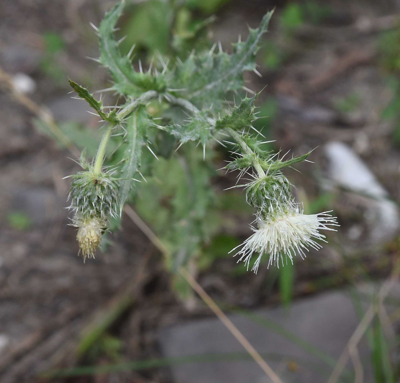 Изображение особи Cirsium echinus.