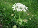 Heracleum asperum