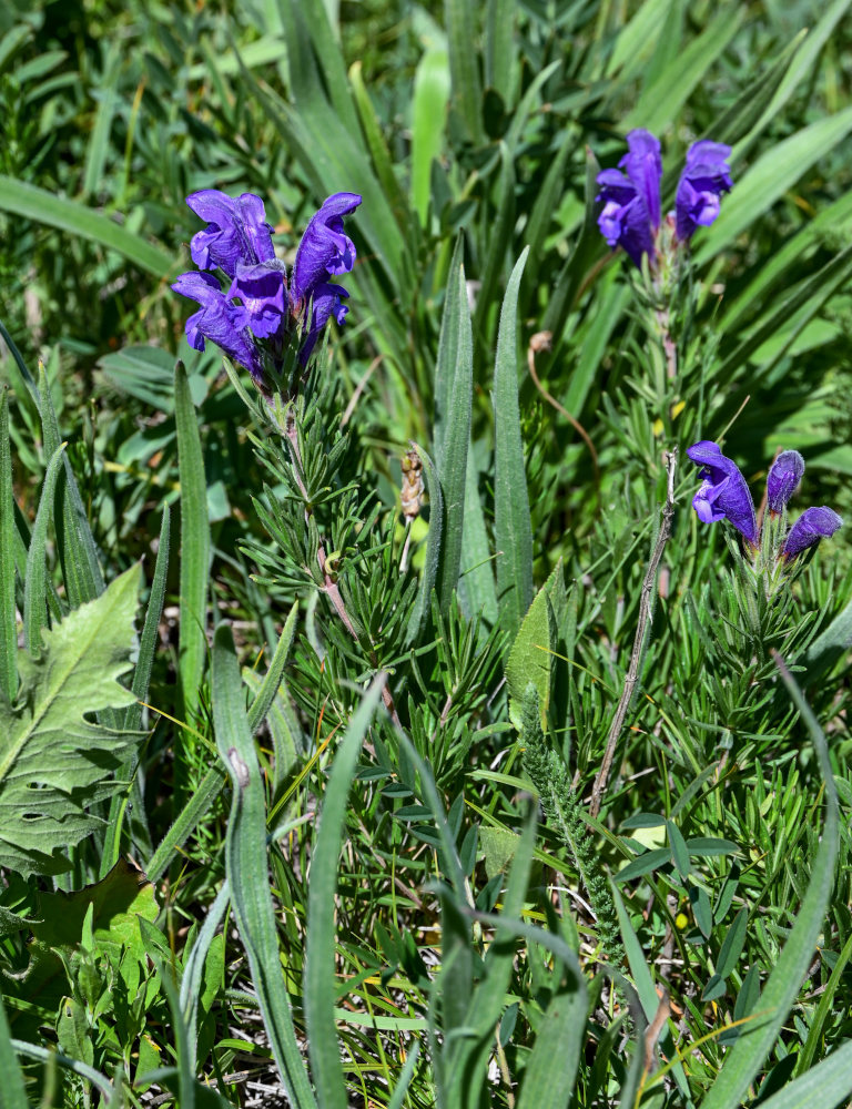 Изображение особи Dracocephalum austriacum.