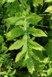 Cirsium oleraceum