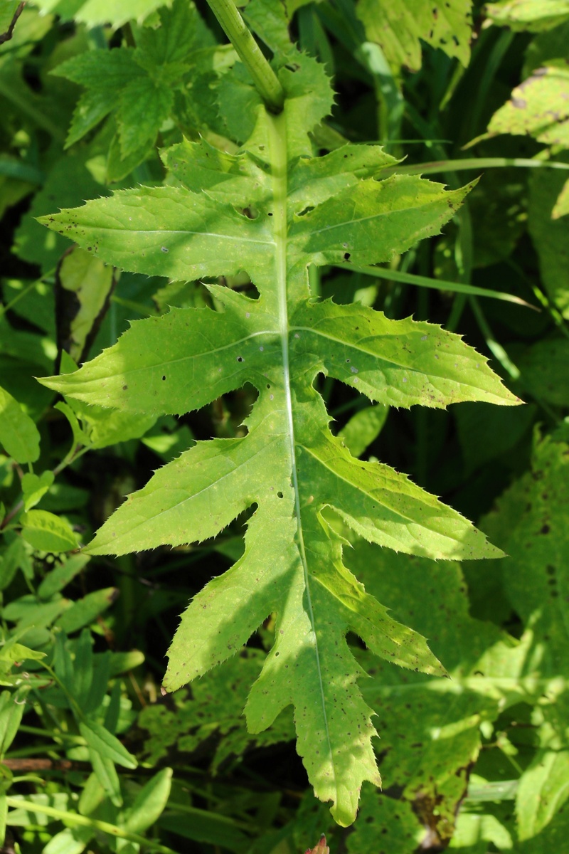 Image of Cirsium oleraceum specimen.