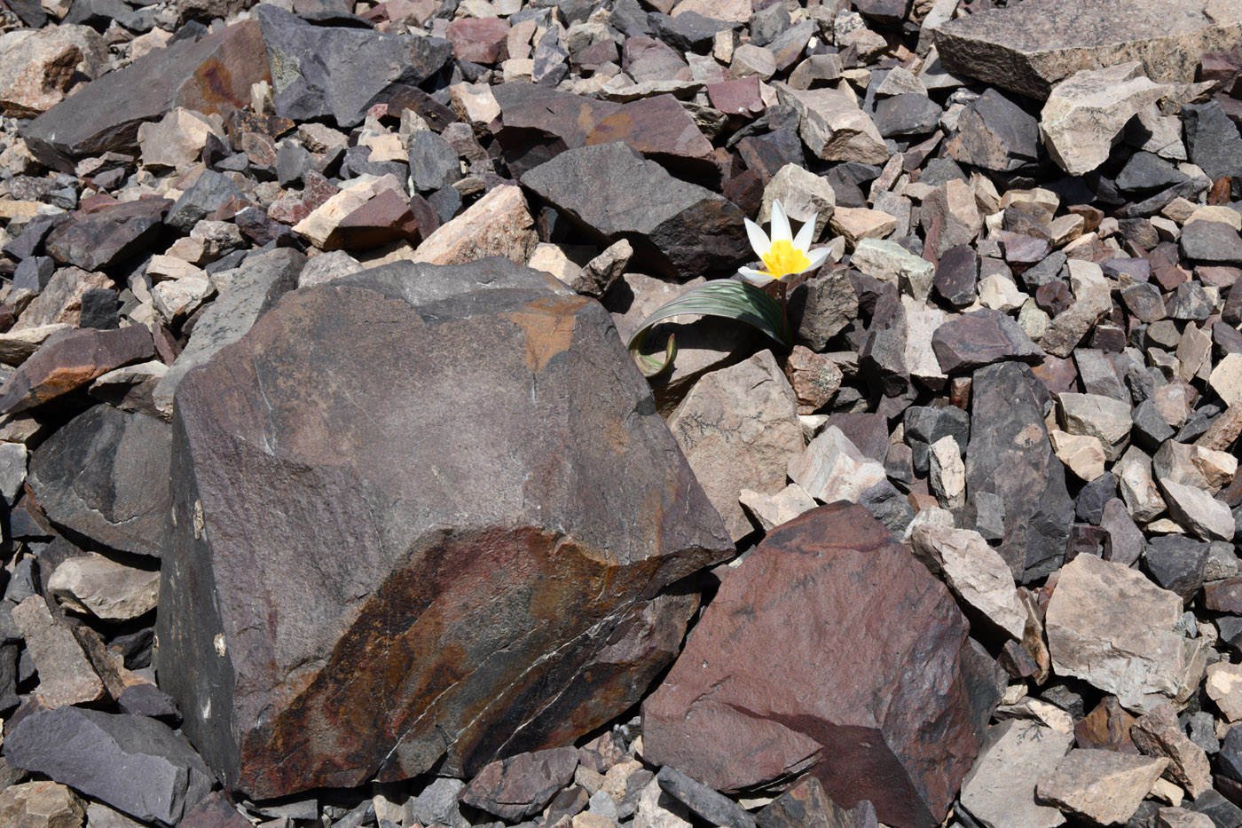 Image of Tulipa regelii specimen.