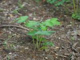 Heracleum sibiricum