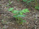 род Heracleum