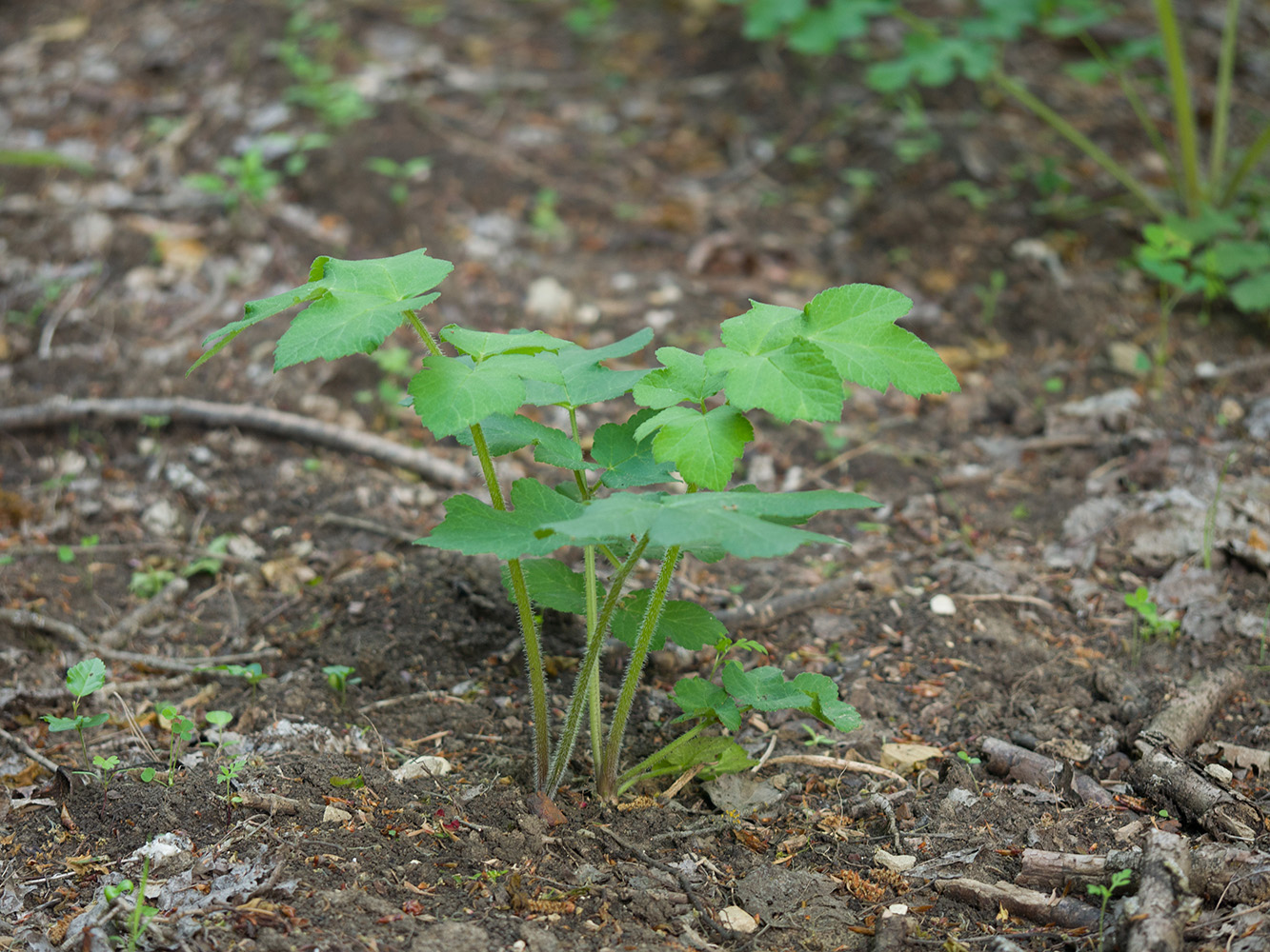 Изображение особи род Heracleum.