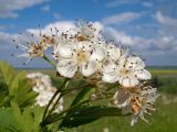 Crataegus dipyrena