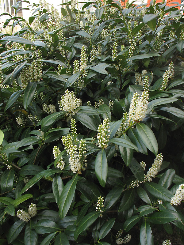 Image of Lauro-cerasus officinalis specimen.