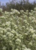 genus Teucrium