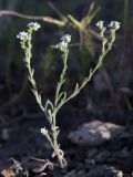 Lappula microcarpa