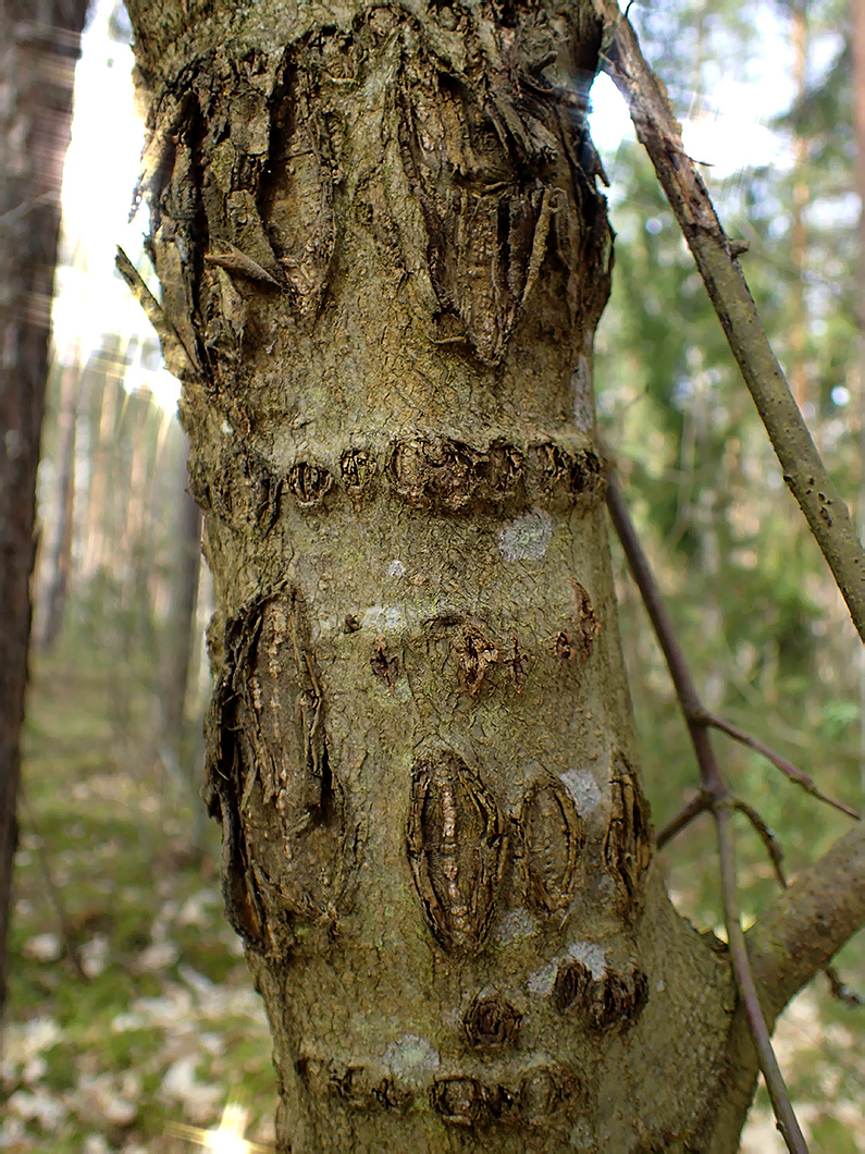 Image of Quercus rubra specimen.