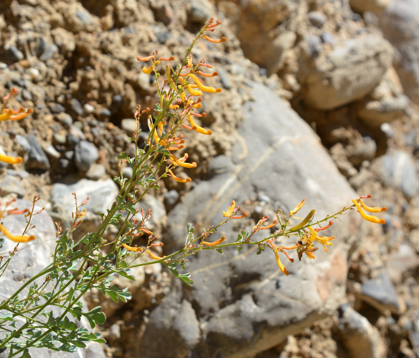 Изображение особи Corydalis kovakensis.