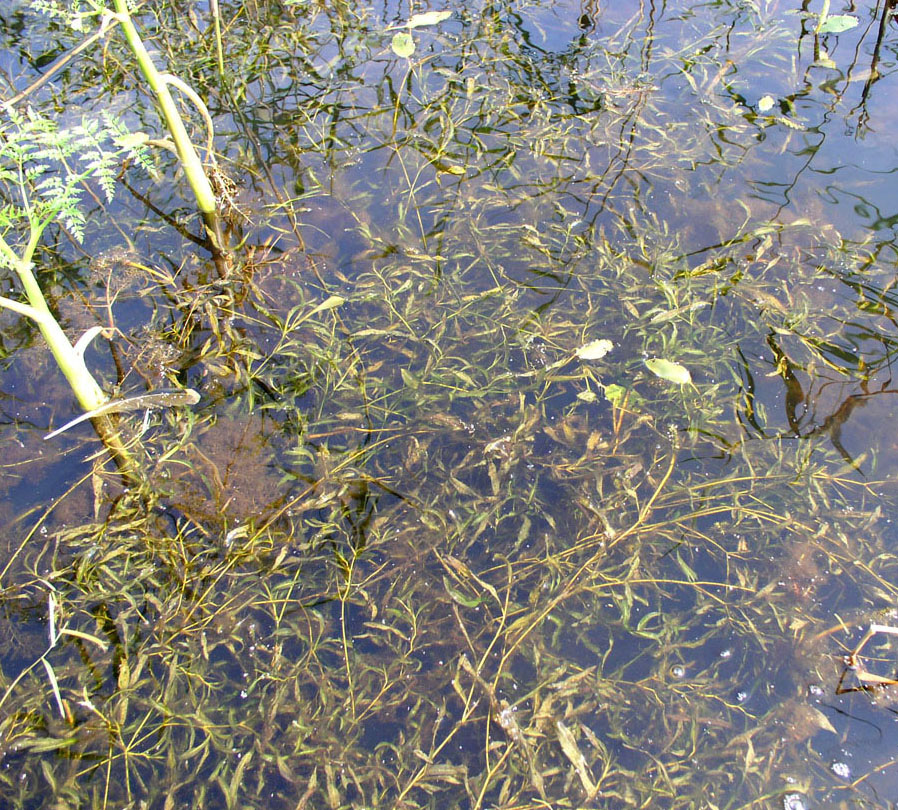 Изображение особи Potamogeton gramineus.