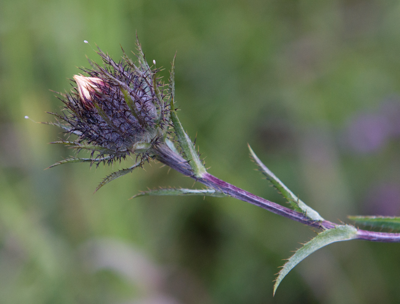 Image of Carlina biebersteinii specimen.