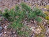 Pinus pallasiana