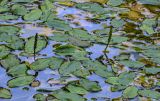 Potamogeton natans