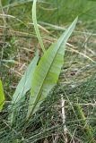 Rumex hydrolapathum. Прикорневой лист. Санкт-Петербург, г. Ломоносов, берег Финского залива, \"поляна\" на песчаном возвышении среди тростников. 28.08.2010.