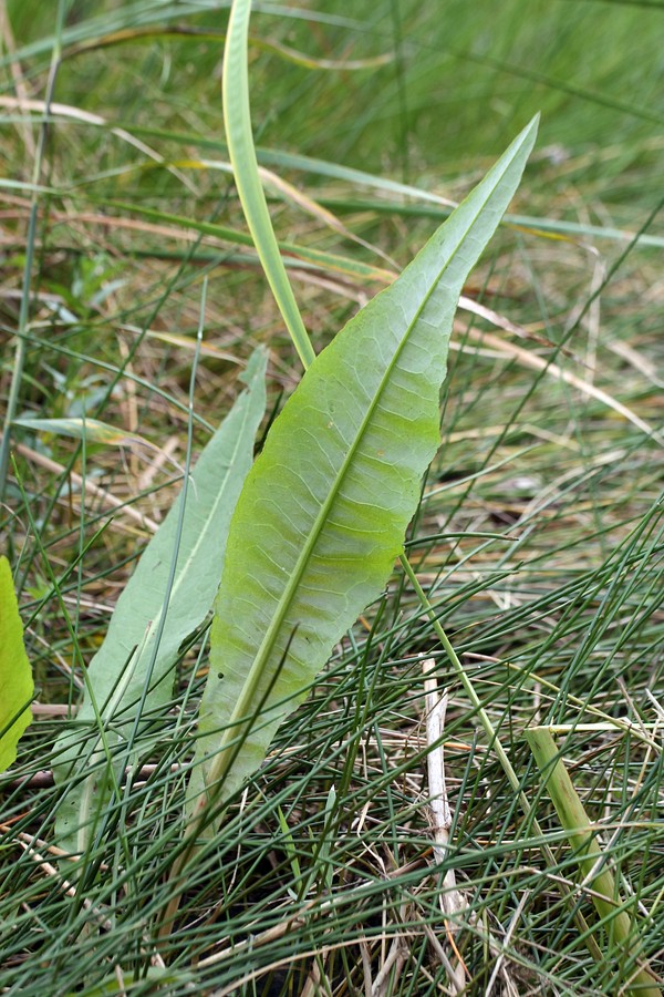 Image of Rumex hydrolapathum specimen.