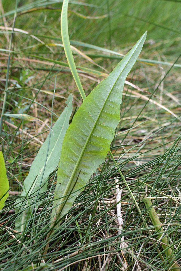 Изображение особи Rumex hydrolapathum.