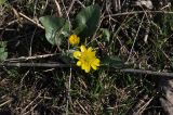 genus Ficaria. Цветущее растение. Луганская Народная Республика, окр. г. Свердловск, луг. 7 марта 2020 г.