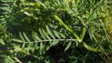 Astragalus onobrychis